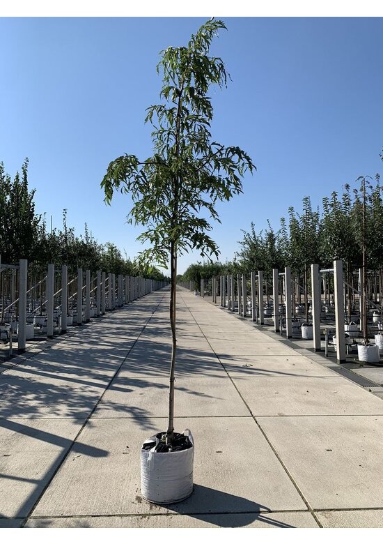 Walnussbaum 'Laciniata' | Juglans regia 'Laciniata' Walnussbaum 'Laciniata' | Juglans regia 'Laciniata'