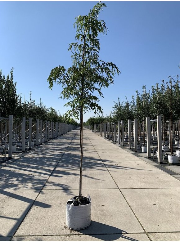Walnussbaum 'Laciniata' | Juglans regia 'Laciniata' Walnussbaum 'Laciniata' | Juglans regia 'Laciniata'