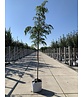 Walnussbaum 'Laciniata' | Juglans regia 'Laciniata' Walnussbaum 'Laciniata' | Juglans regia 'Laciniata'