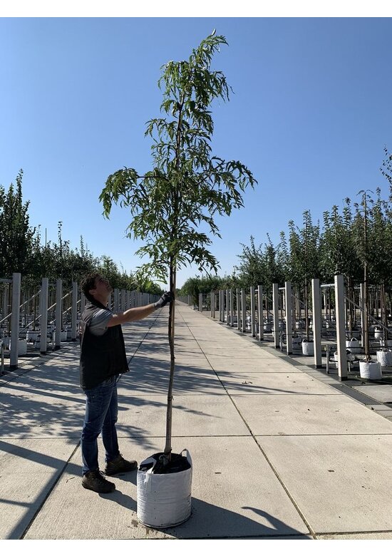 Walnussbaum 'Laciniata' | Juglans regia 'Laciniata'