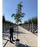 Walnussbaum 'Laciniata' | Juglans regia 'Laciniata' Walnussbaum 'Laciniata' | Juglans regia 'Laciniata'