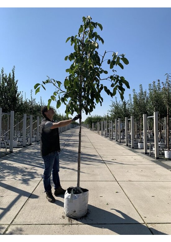 Walnussbaum 'Rote Donaunuss' | Juglans regia 'Rote Donaunuss'