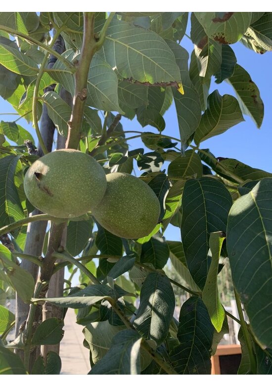 Walnussbaum 'Rote Donaunuss' | Juglans regia 'Rote Donaunuss'