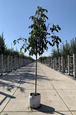 Walnussbaum 'Rote Donaunuss' | Juglans regia 'Rote Donaunuss'