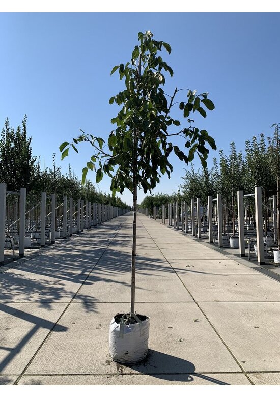 Walnussbaum 'Rote Donaunuss' | Juglans regia 'Rote Donaunuss'