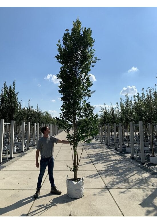 Säulenblasenbaum 'Fastigiata' | Koelreuteria paniculata 'Fastigiata'