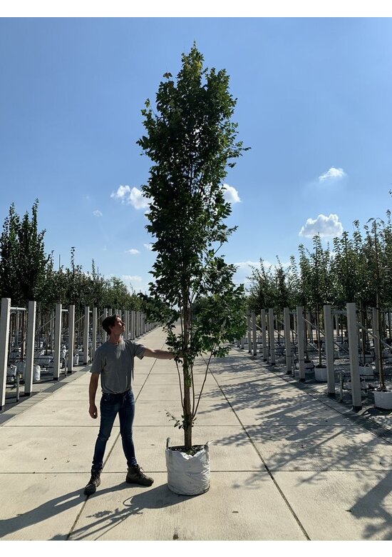 Säulenblasenbaum 'Fastigiata' | Koelreuteria paniculata 'Fastigiata'