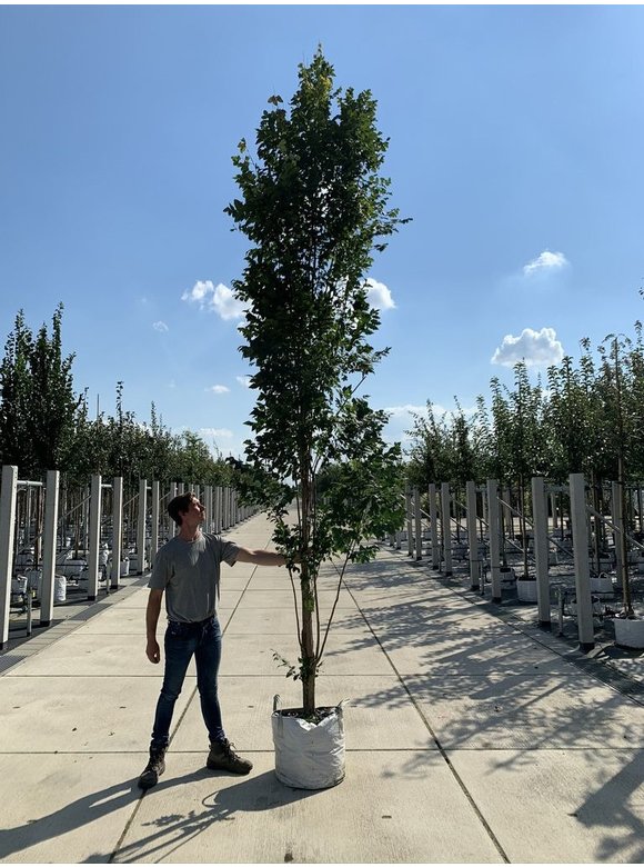 Säulen-Blasenbaum 'Fastigiata' - Stammbusch | Koelreuteria paniculata 'Fastigiata' Säulen-Blasenbaum 'Fastigiata' - Stammbusch | Koelreuteria paniculata 'Fastigiata'