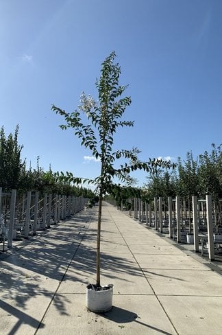 Krepp-Myrte - Kräuselmyrte 'Natchez' | Lagerstroemia indica 'Natchez'