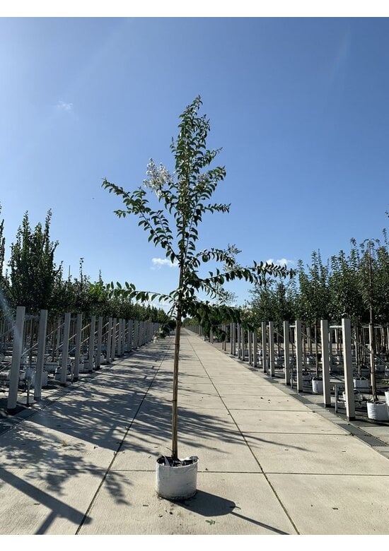 Krepp-Myrte - Kräuselmyrte 'Natchez' | Lagerstroemia indica 'Natchez'