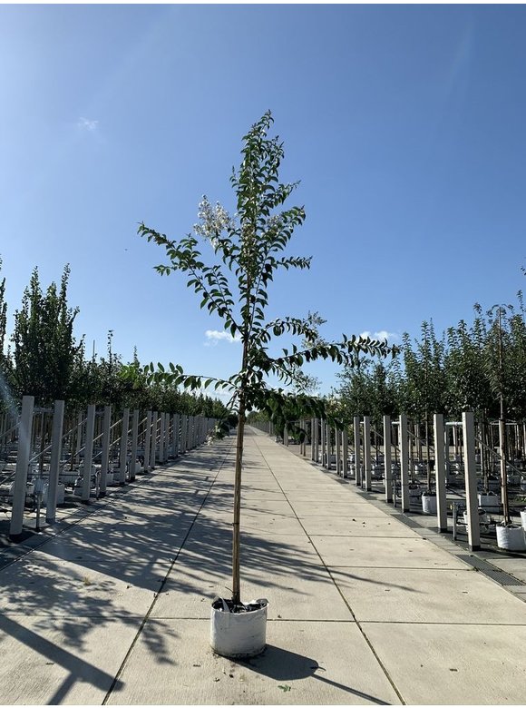 Krepp-Myrte - Kräuselmyrte 'Natchez' | Lagerstroemia indica 'Natchez' Krepp-Myrte - Kräuselmyrte 'Natchez' | Lagerstroemia indica 'Natchez'