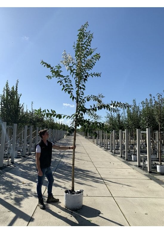 Krepp-Myrte - Kräuselmyrte 'Natchez' | Lagerstroemia indica 'Natchez'
