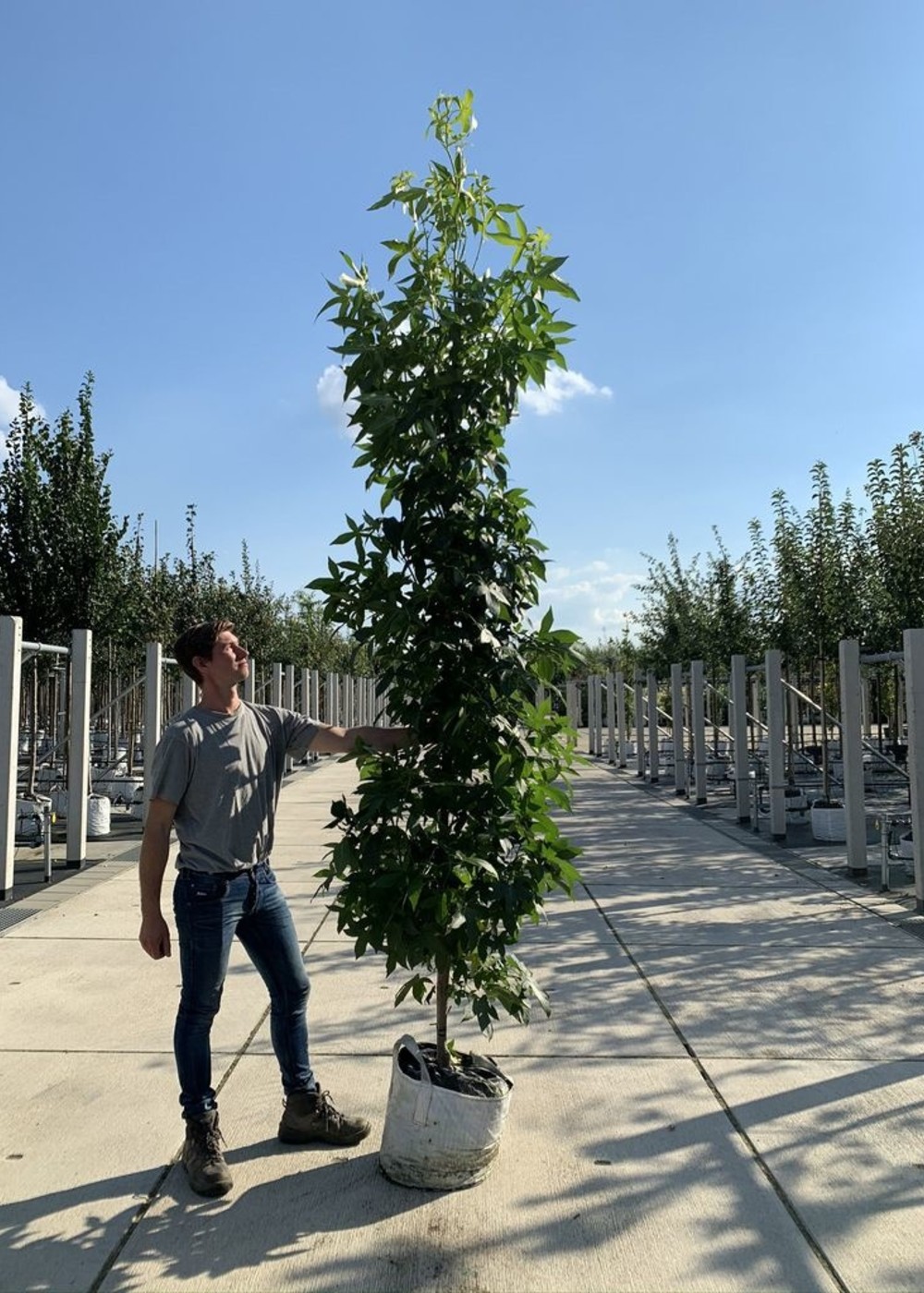 SäulenAmberbaum Liquidambar styraciflua 'Slender Silhouette' Venovi