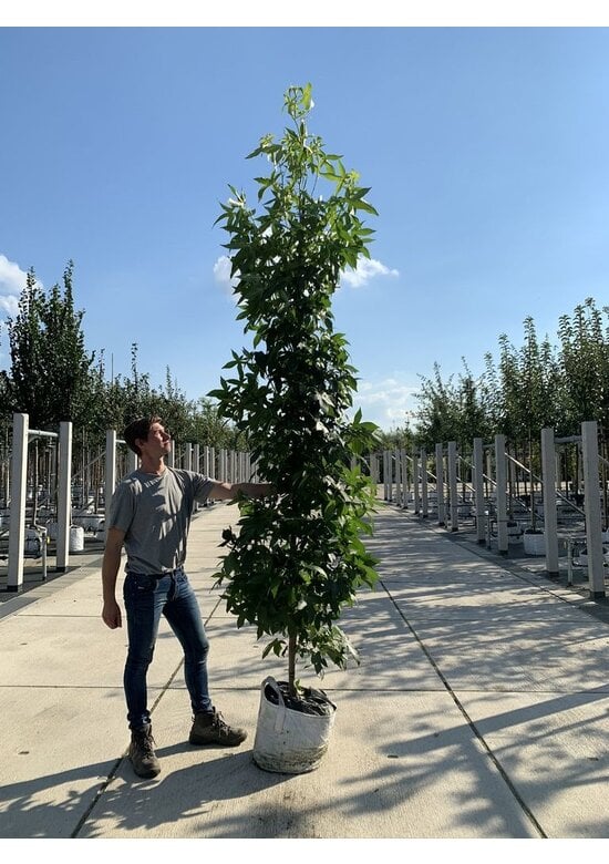 Säulen Amberbaum 'Slender Silhouette' | Liquidambar styraciflua 'Slender Silhouette'
