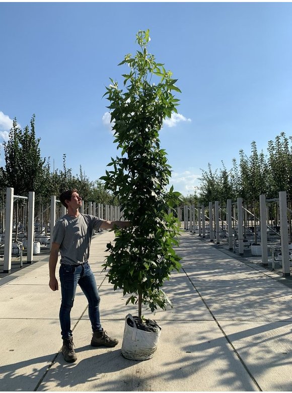 Säulen Amberbaum 'Slender Silhouette' | Liquidambar styraciflua 'Slender Silhouette' Säulen Amberbaum 'Slender Silhouette' | Liquidambar styraciflua 'Slender Silhouette'