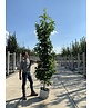 Säulen Amberbaum  | Liquidambar styraciflua 'Slender Silhouette'