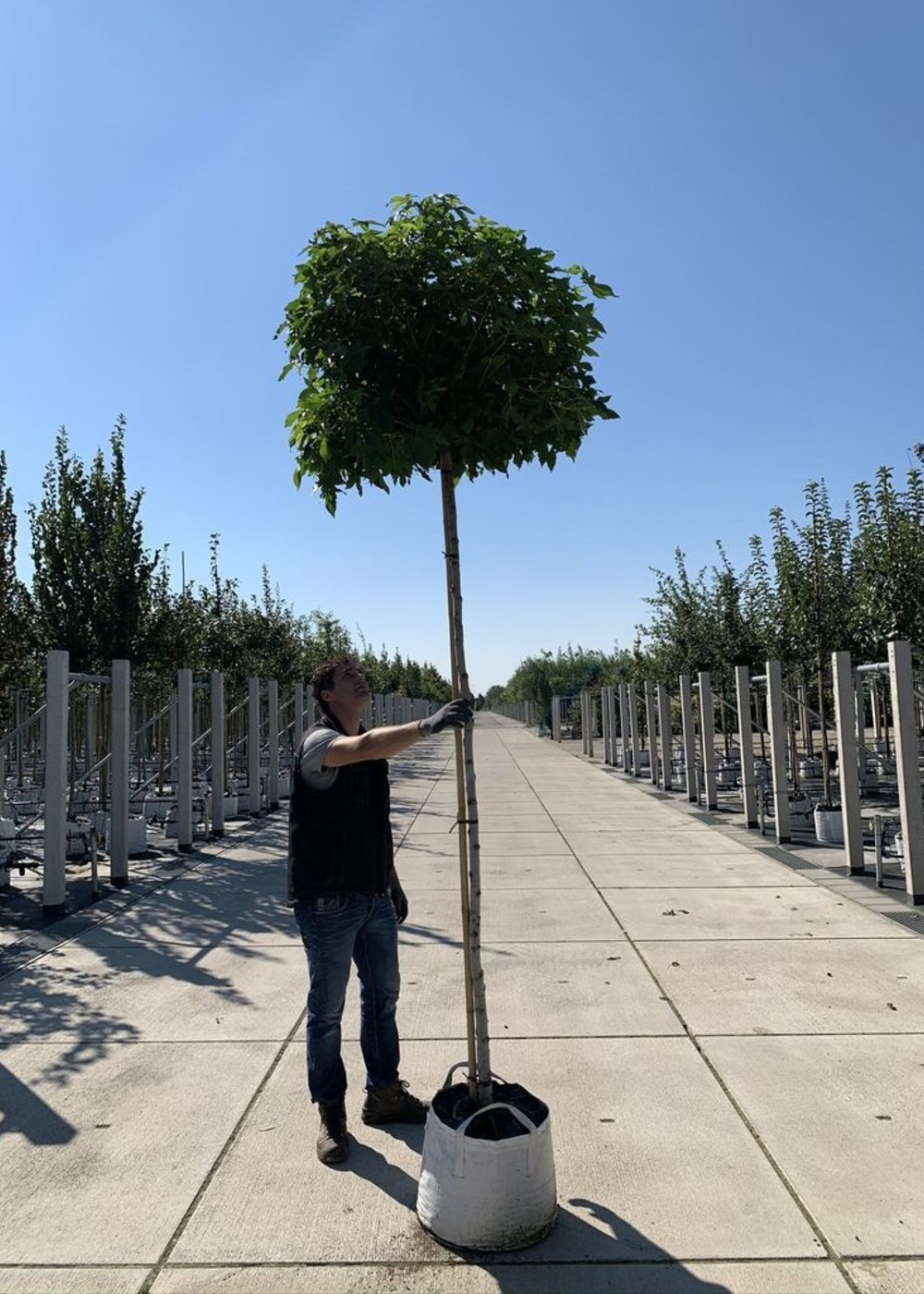 Amberbaum 'Gum Ball' | Liquidambar styraciflua 'Gum Ball' Amberbaum 'Gum Ball' | Liquidambar styraciflua 'Gum Ball'