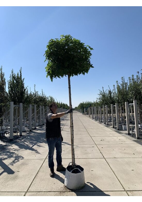 Kugelamberbaum  | Liquidambar styraciflua 'Gumball'