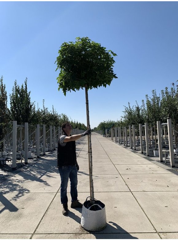 Kugelamberbaum 'Gumball' | Liquidambar styraciflua 'Gumball' Kugelamberbaum 'Gumball' | Liquidambar styraciflua 'Gumball'