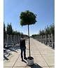 Kugelamberbaum 'Gumball' | Liquidambar styraciflua 'Gumball' Kugelamberbaum 'Gumball' | Liquidambar styraciflua 'Gumball'