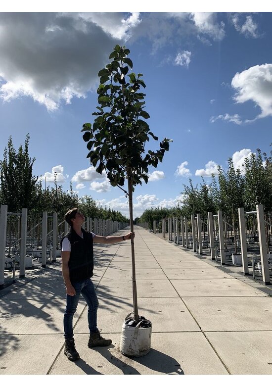 Schwarz-Rote Magnolie 'Black Tulip' | Magnolia 'Black Tulip'