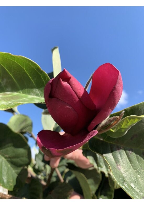 Schwarz-Rote Magnolie 'Black Tulip' | Magnolia 'Black Tulip'