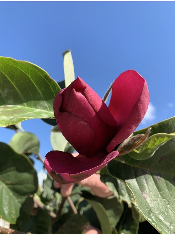 Schwarz-Rote Magnolie 'Black Tulip' | Magnolia 'Black Tulip' Schwarz-Rote Magnolie 'Black Tulip' | Magnolia 'Black Tulip'
