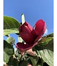 Schwarz-Rote Magnolie 'Black Tulip' | Magnolia 'Black Tulip'