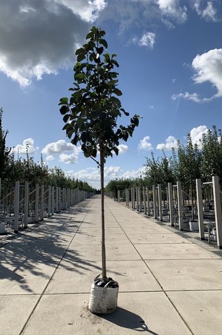 Schwarz-Rote Magnolie 'Black Tulip' | Magnolia 'Black Tulip'