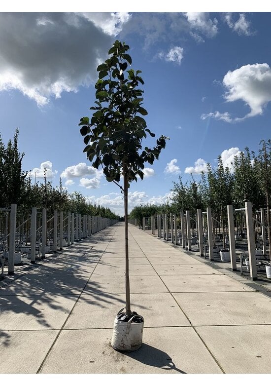 Schwarz-Rote Magnolie 'Black Tulip' | Magnolia 'Black Tulip'