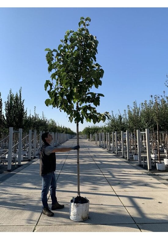 Gelber-Magnolie 'Yellow Bird' | Magnolia brooklynensis 'Yellow Bird'