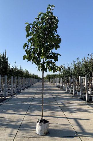 Gelber-Magnolie 'Yellow Bird' | Magnolia brooklynensis 'Yellow Bird'