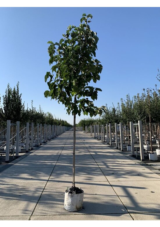 Gelber-Magnolie 'Yellow Bird' | Magnolia brooklynensis 'Yellow Bird'