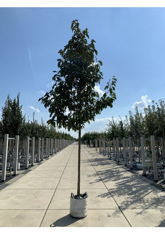 Großblumige Magnolie 'Galaxy' | Magnolia 'Galaxy'