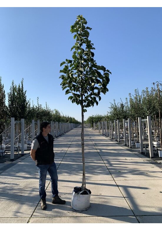 Großblumige Magnolie 'Galaxy' | Magnolia 'Galaxy'