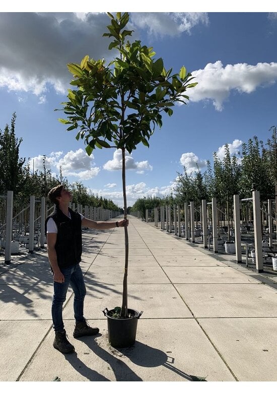 Magnolia grandiflora | Magnolia grandiflora