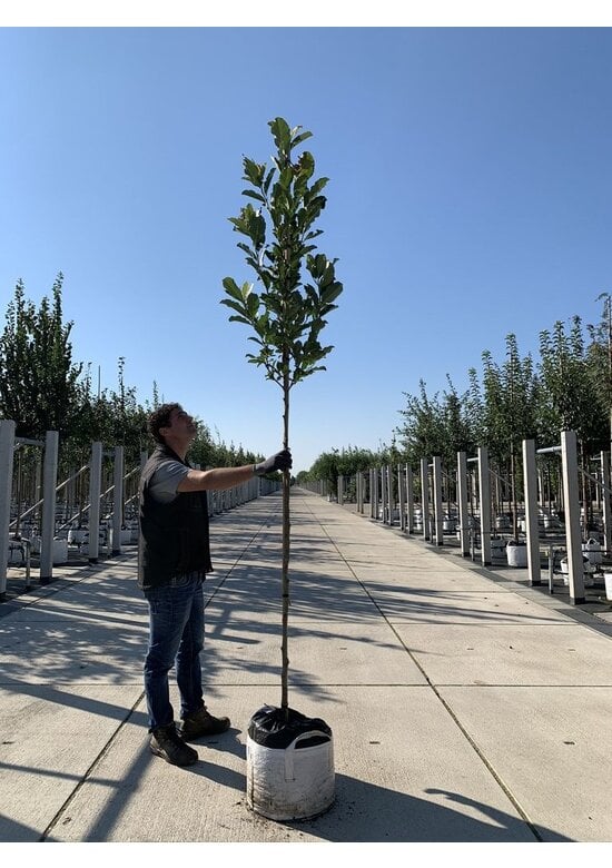 Rosa Stern-Magnolie 'Leonard Messel' | Magnolia loebneri 'Leonard Messel'
