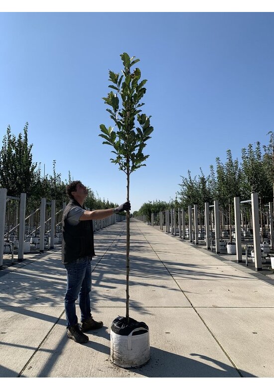Rosa Stern-Magnolie 'Leonard Messel' | Magnolia loebneri 'Leonard Messel'