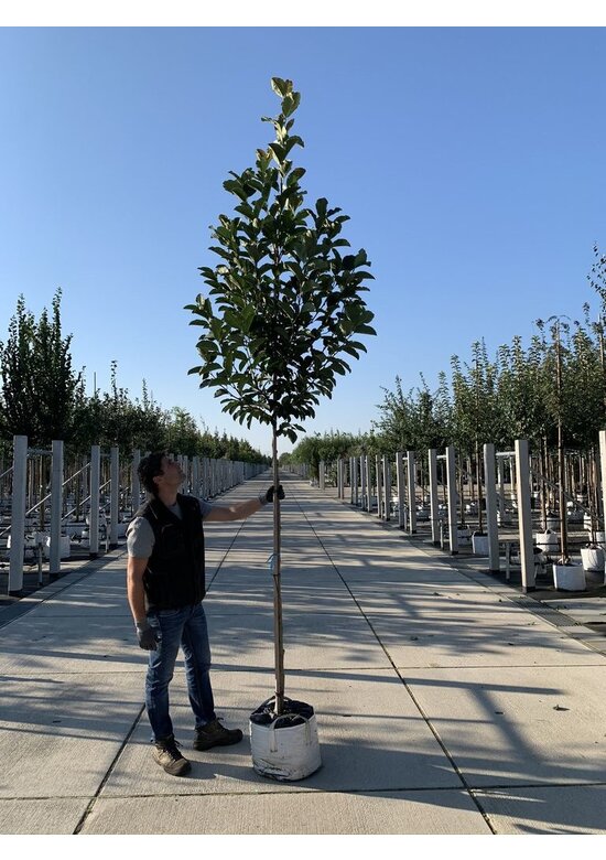 Magnolie 'Merrill' | Magnolia loebneri 'Merrill'