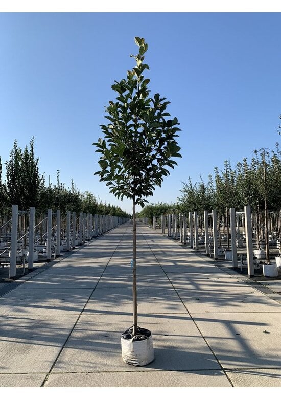 Magnolie 'Merrill' | Magnolia loebneri 'Merrill'