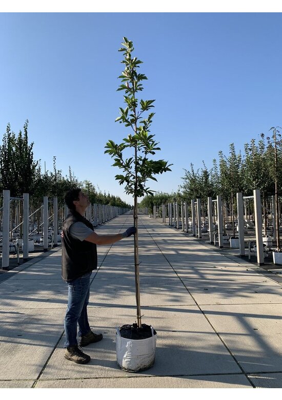 Tulpen-Magnolie | Magnolia soulangeana