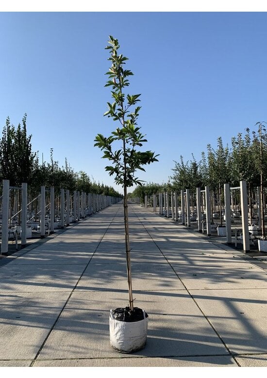 Tulpenmagnolie Baum | Magnolia soulangeana