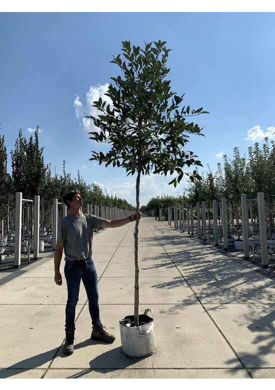 Stermagnolie | Magnolia stellata 'Royal Star'