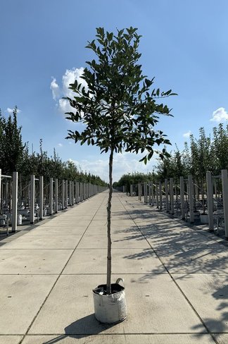 Stern-Magnolie 'Royal Star' | Magnolia stellata 'Royal Star'