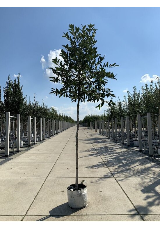 Stermagnolie | Magnolia stellata 'Royal Star'