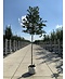 Venovi GmbH Stermagnolie | Magnolia stellata 'Royal Star'