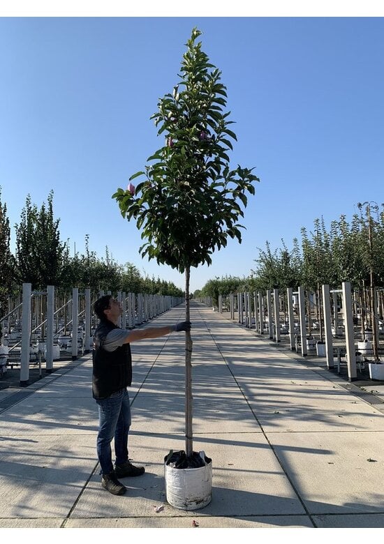 Purpur-Magnolie 'Susan' | Magnolia liliiflora 'Susan'