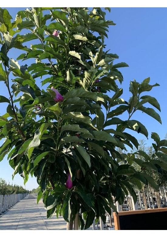 Purpur-Magnolie 'Susan' | Magnolia liliiflora 'Susan'