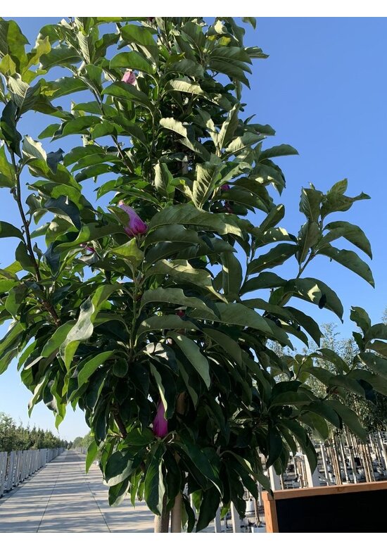 Purpur-Magnolie 'Susan' | Magnolia liliiflora 'Susan'