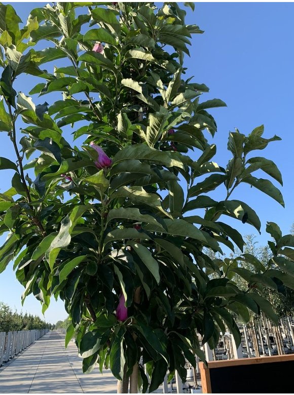 Purpur-Magnolie 'Susan' | Magnolia liliiflora 'Susan' Purpur-Magnolie 'Susan' | Magnolia liliiflora 'Susan'
